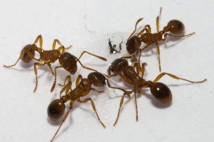 Уничтожение муравьев   во Власихе 