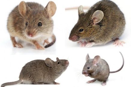 Уничтожение (дератизация) мышей   во Власихе 